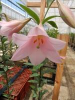 [4594 VZ Ruellum No02.JPG]